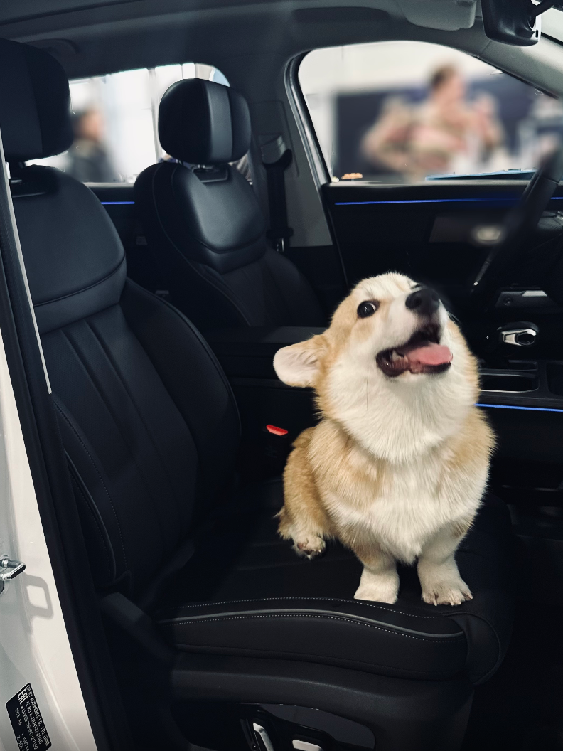 Мы рады четвероногим гостям!